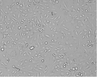 786-O [786-0]（人肾透明细胞腺癌细胞）