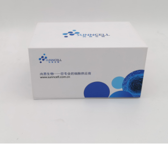 A-375（人恶性黑色素瘤细胞）