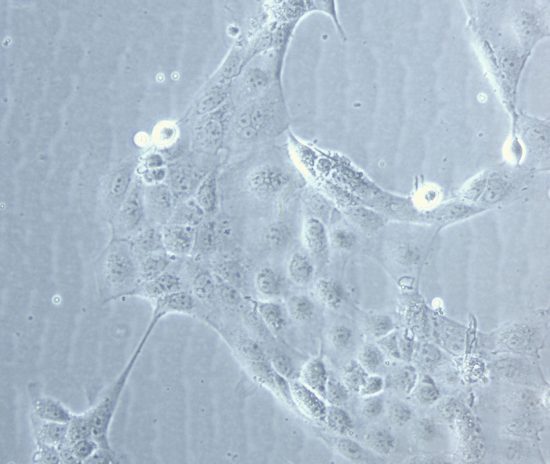 A-72 Cell|犬癌细胞