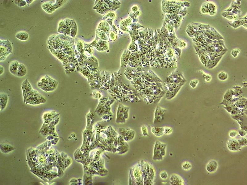 EAC-E2G8 Cell|小鼠腹水瘤细胞