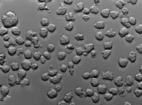 SBG肉汤培养基基础