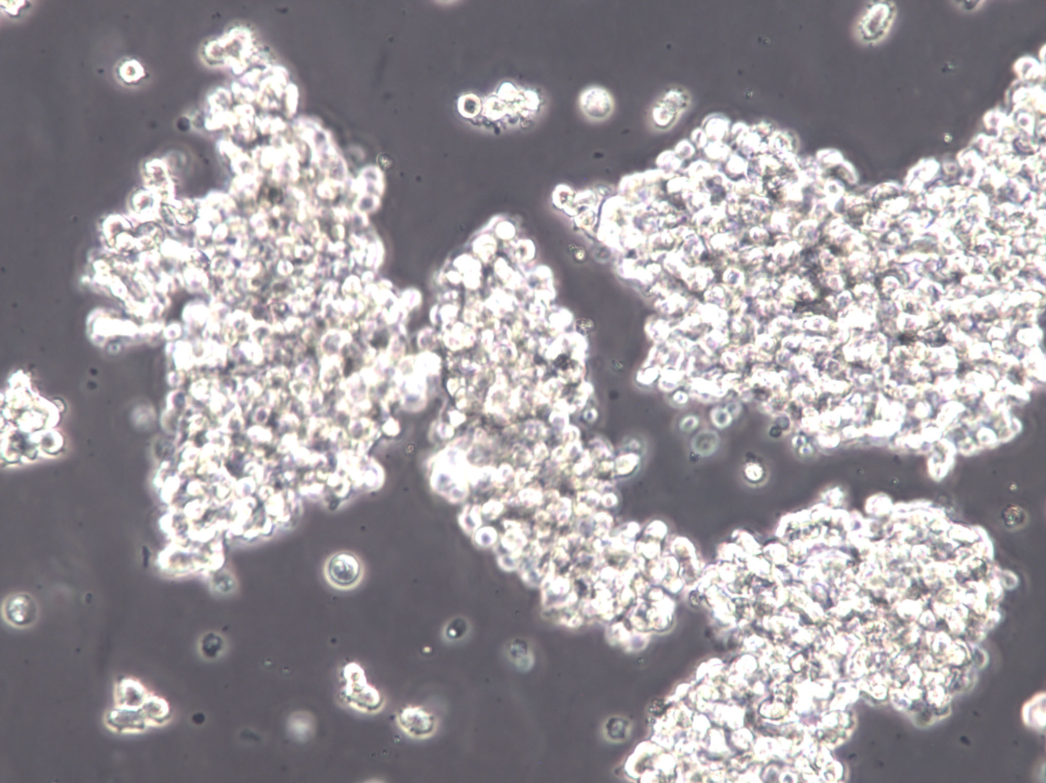 强化梭菌培养基基础