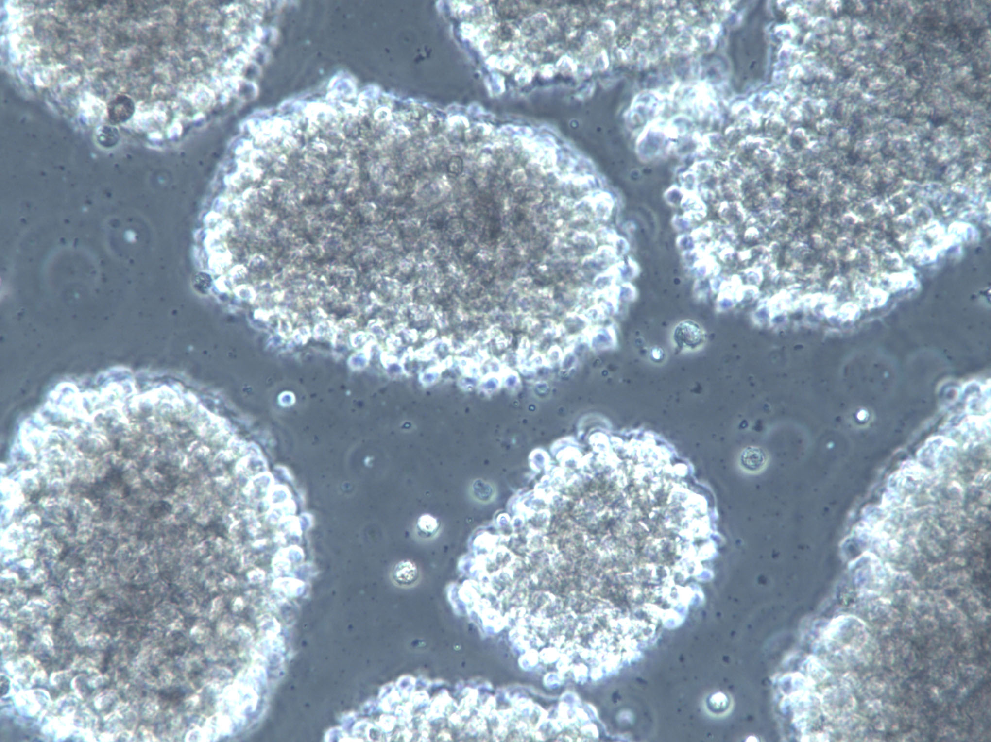脑心浸出液琼脂培养基基础