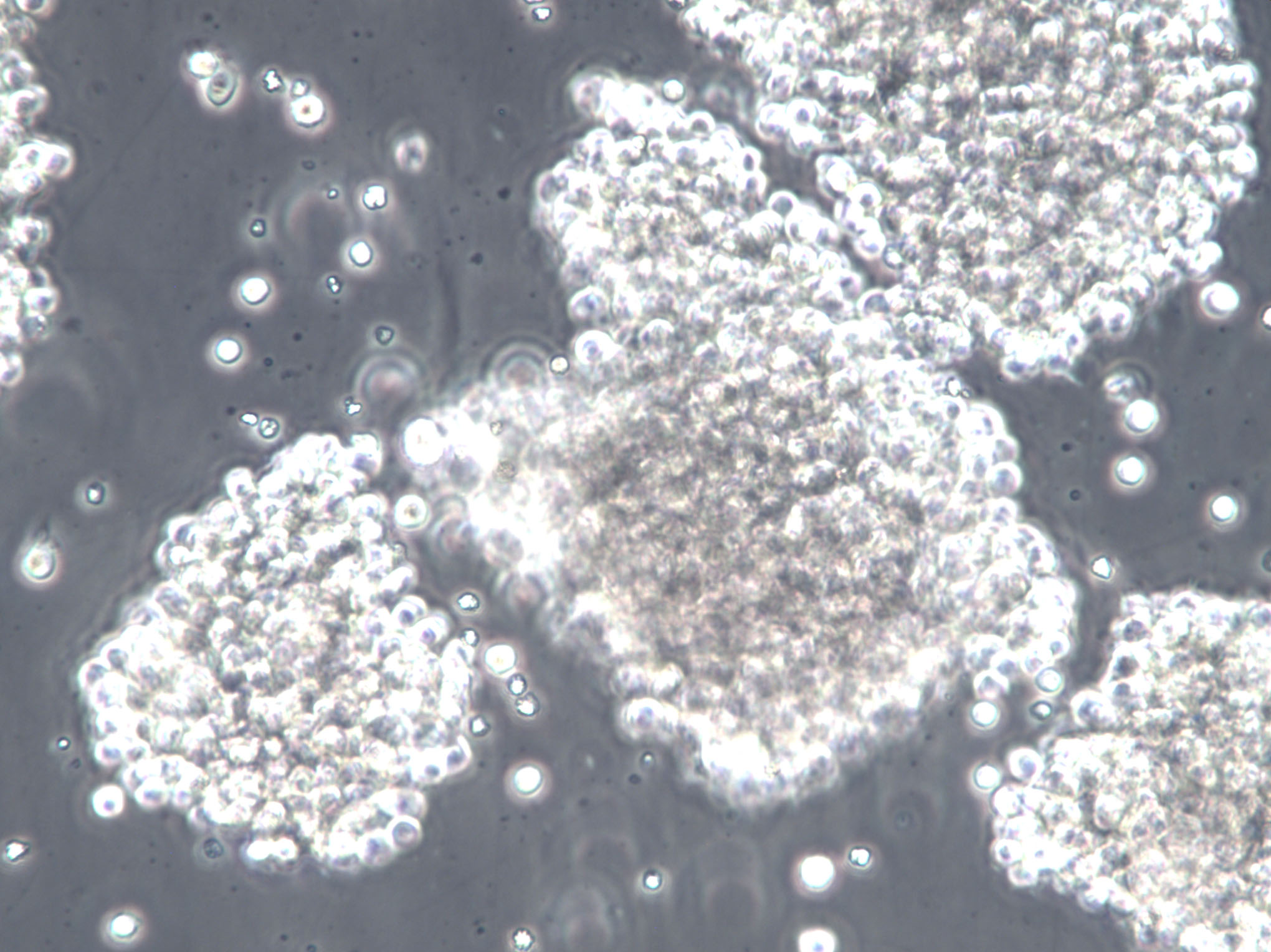 高氏合成一号琼脂培养基基础