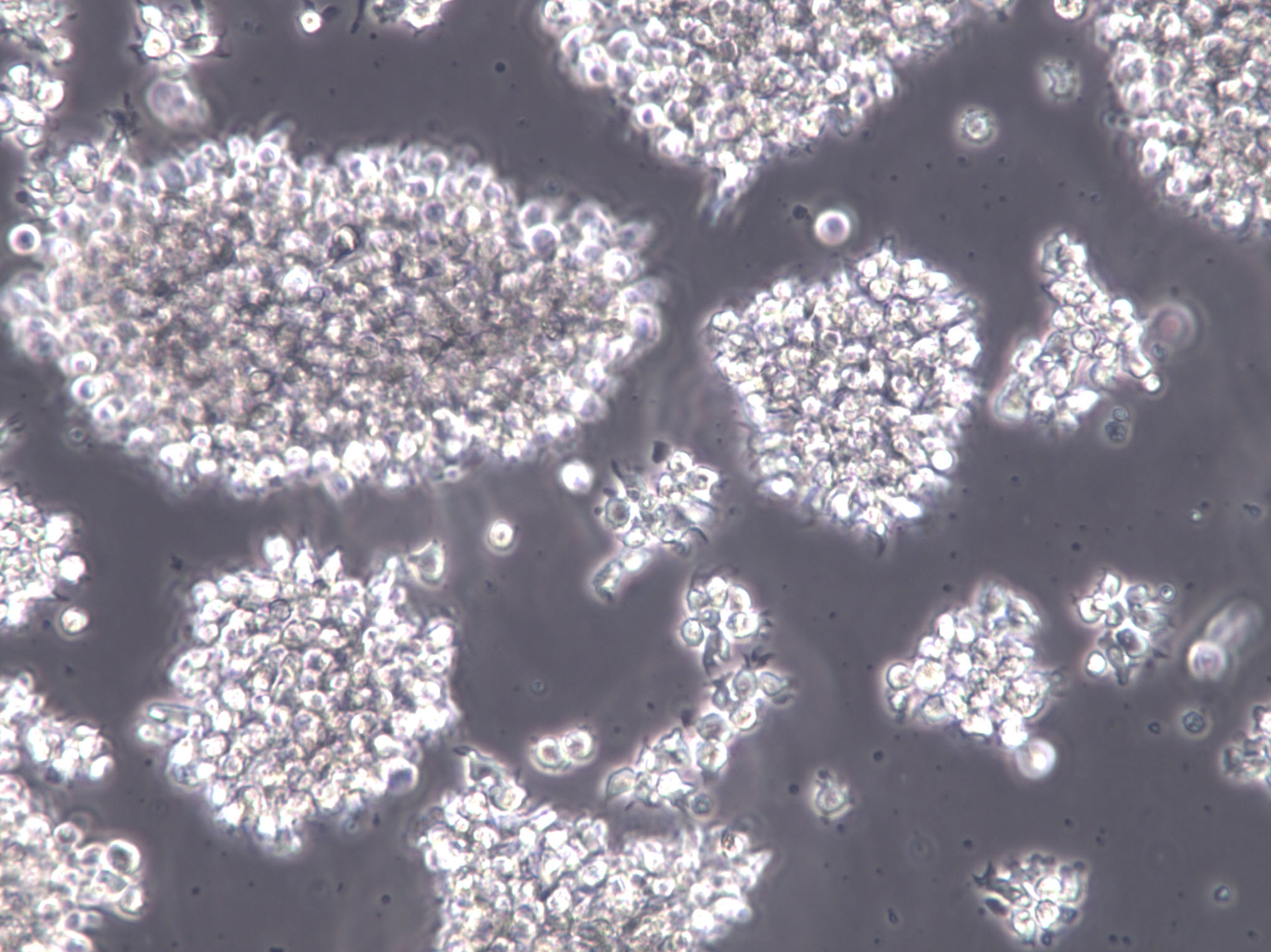 阿须贝氏无氮培养基基础