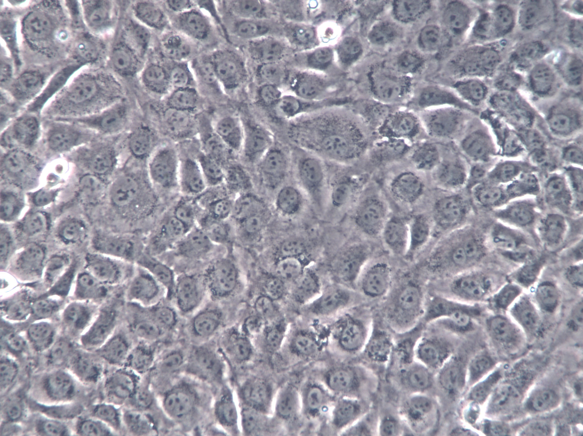 FC33 Cell|人胚肾细胞