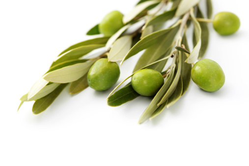 橄榄叶提取物