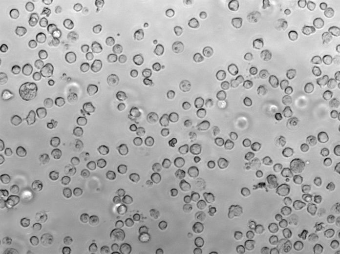 酵母氨基酸缺陷型合成液体培养基基础[组氨酸/亮氨酸/色氨酸缺陷]