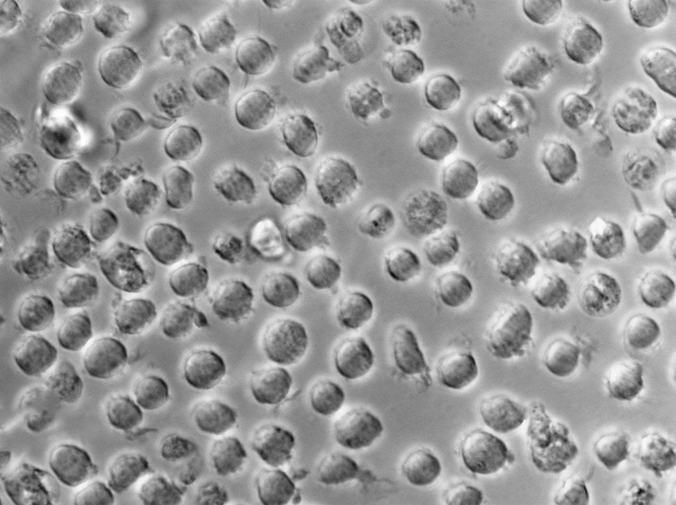 Slantz and Bartley培养基基础