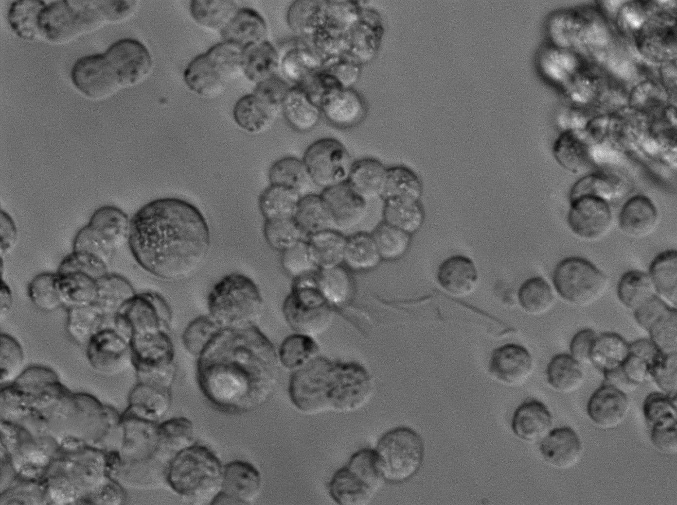 含甲基绿的DNA酶试验琼脂培养基基础