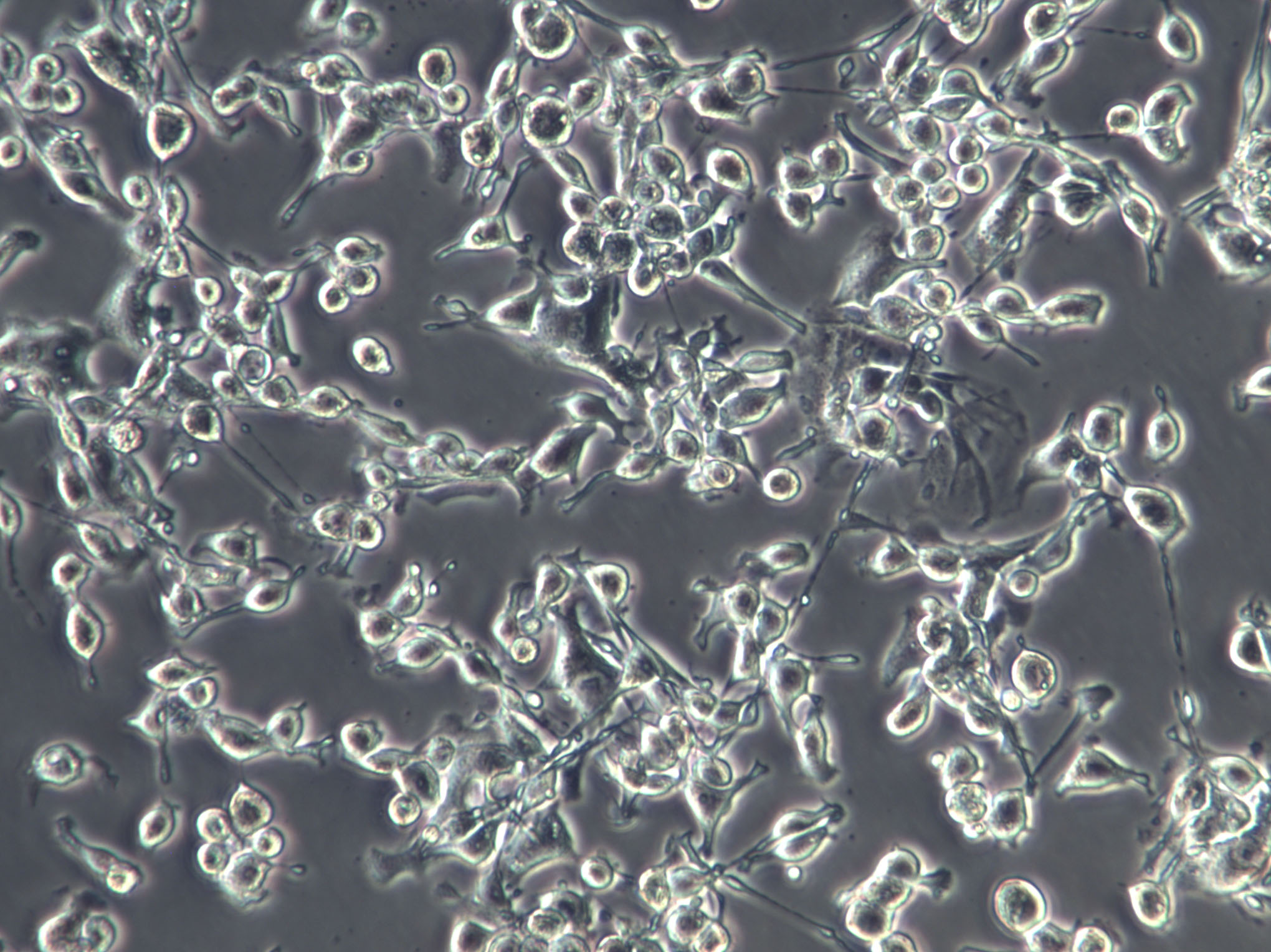 BHK-21 Cell|仓鼠肾成纤维细胞