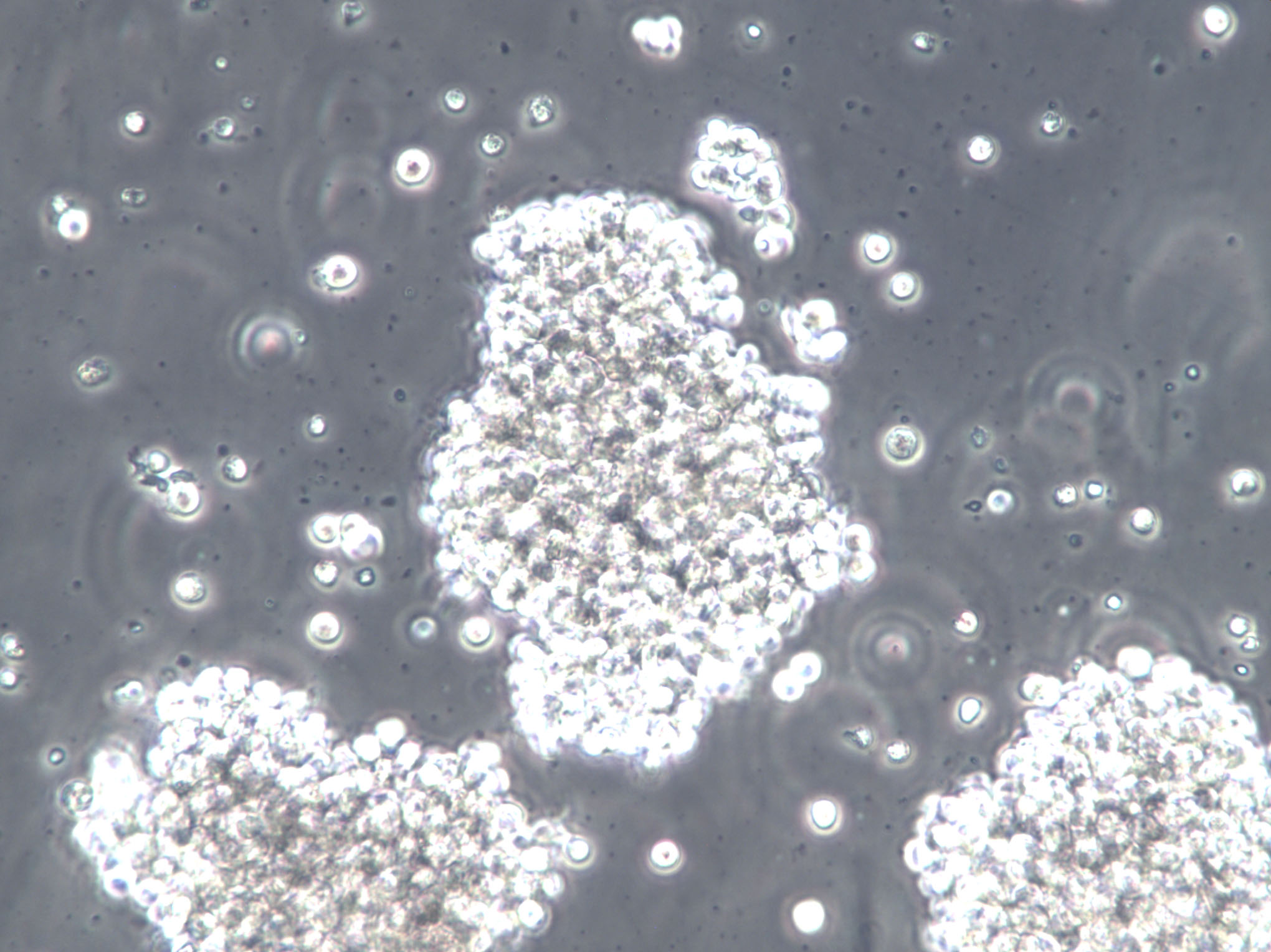 PPLO琼脂培养基基础