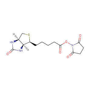 (+)生物素-N-琥珀酰亚胺基酯