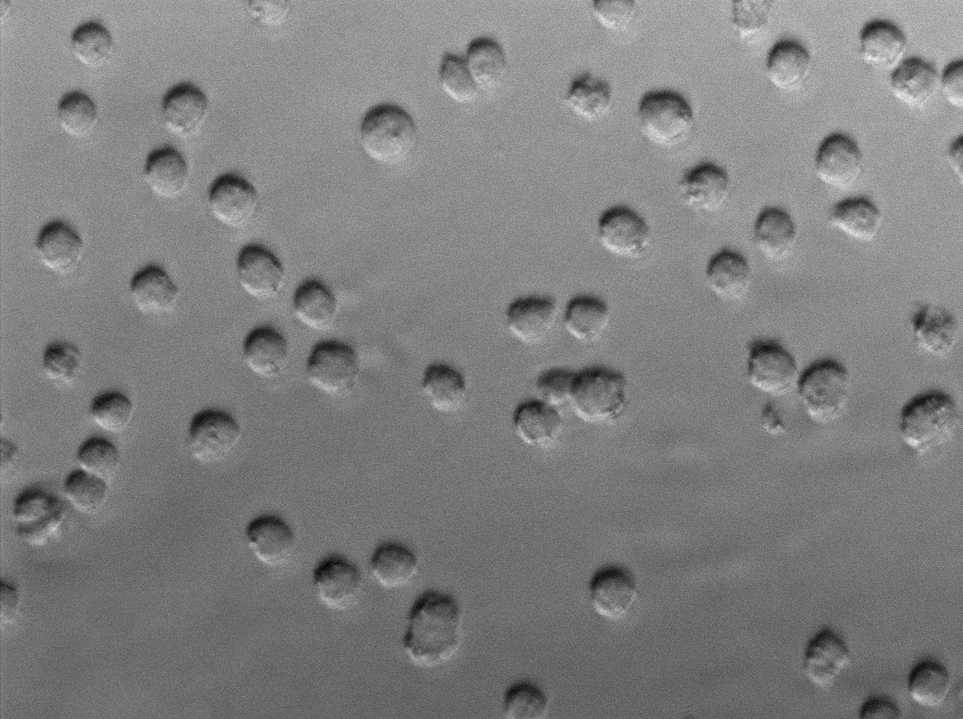 植物胨酵母琼脂培养基基础