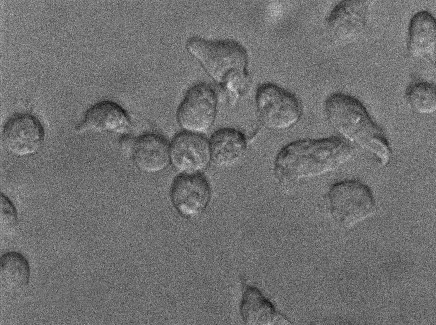 无菌试验用真菌培养基基础