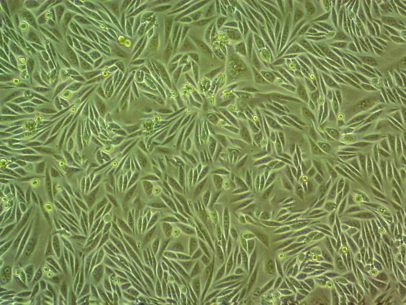 NB1RGB Cell|人皮肤成纤维细胞