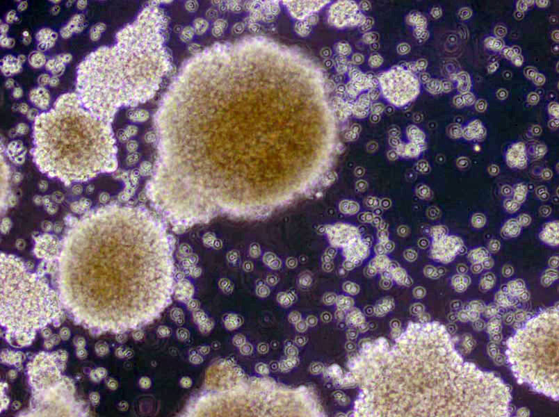 固氮螺菌培养基基础
