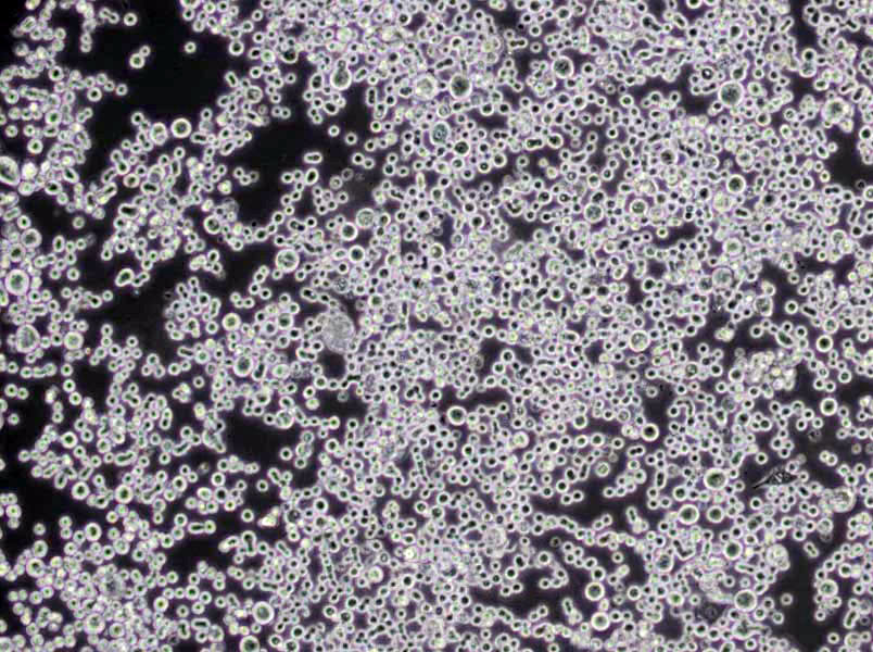 DCLS琼脂培养基基础