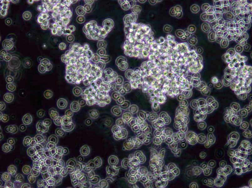 TPY琼脂培养基基础