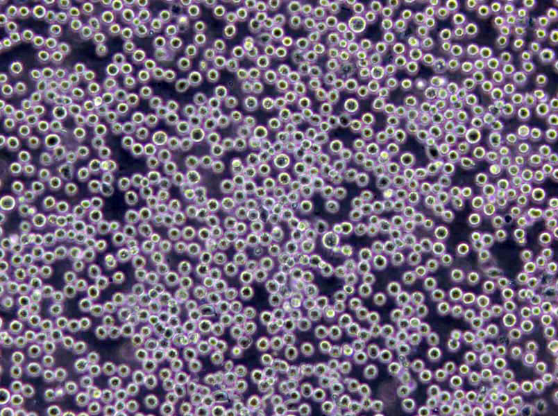 胆汁液态培养基基础