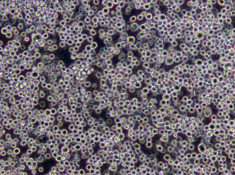 氯化钠结晶紫增菌液培养基基础