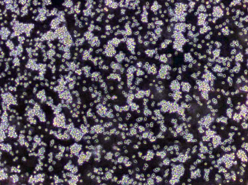 PAC斜面培养基基础