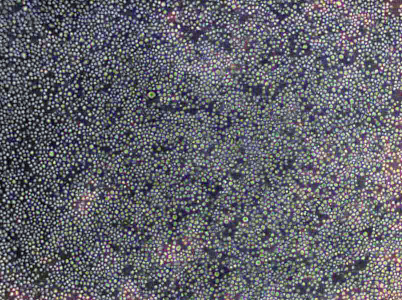 动力-硝酸盐培养基基础[B法]