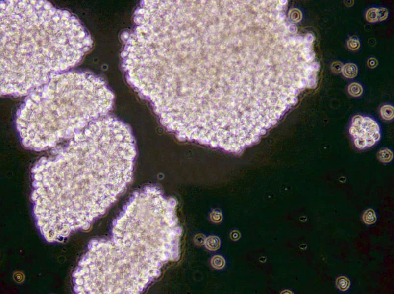 麸皮琼脂培养基基础