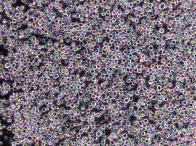 甘露醇盐琼脂基础培养基