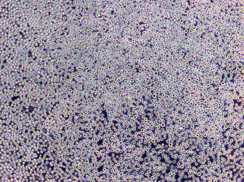 毛藓菌琼脂基础培养基3号