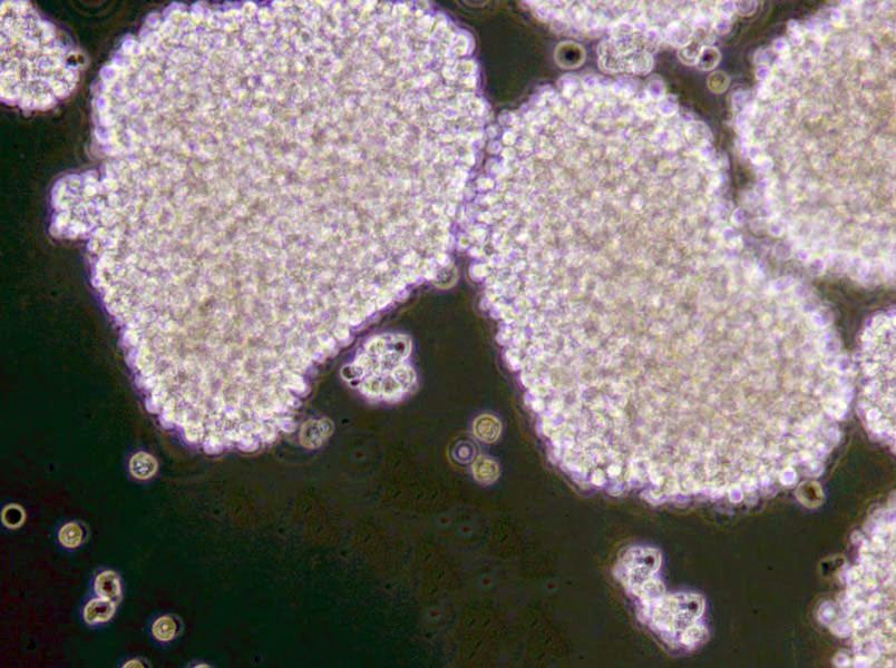 根瘤菌基础培养基Ⅱ