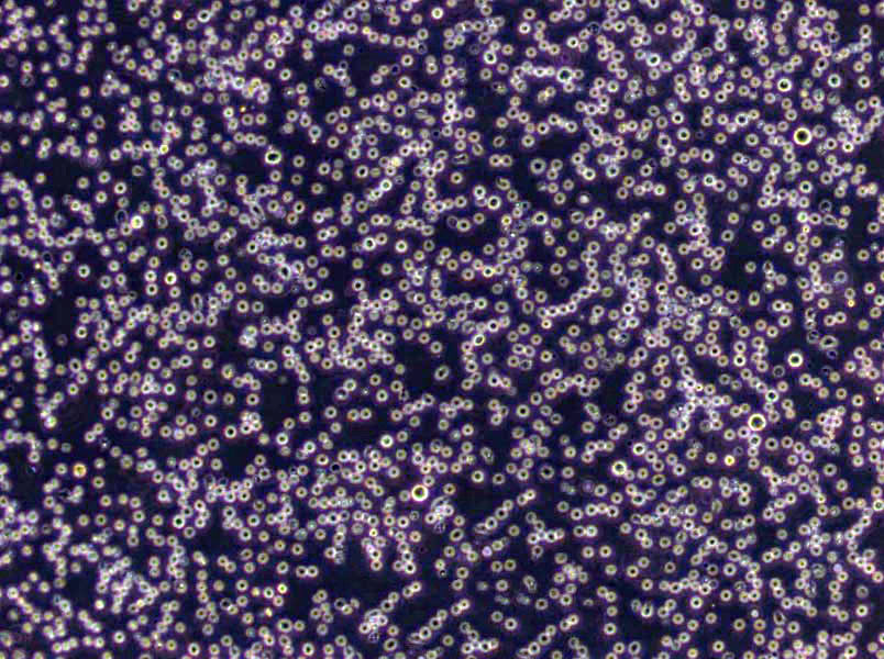 嗜热脂肪杆菌恢复琼脂基础培养基