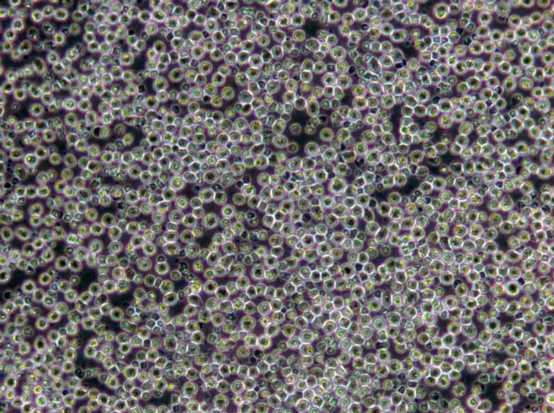 精氨酸葡萄糖斜面琼脂基础培养基
