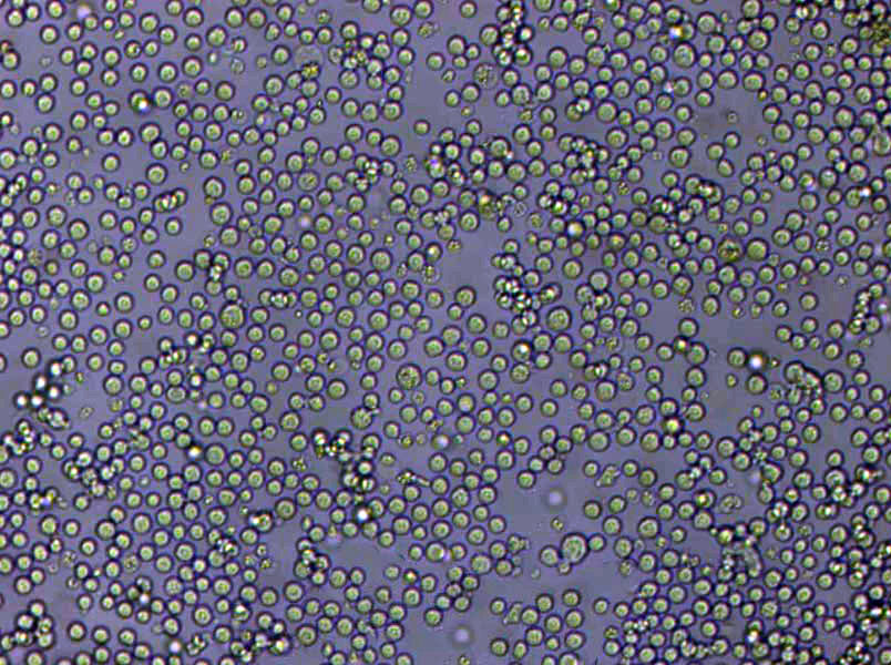 T2 Lymphoblast Cell|人淋巴母传代细胞(有STR鉴定