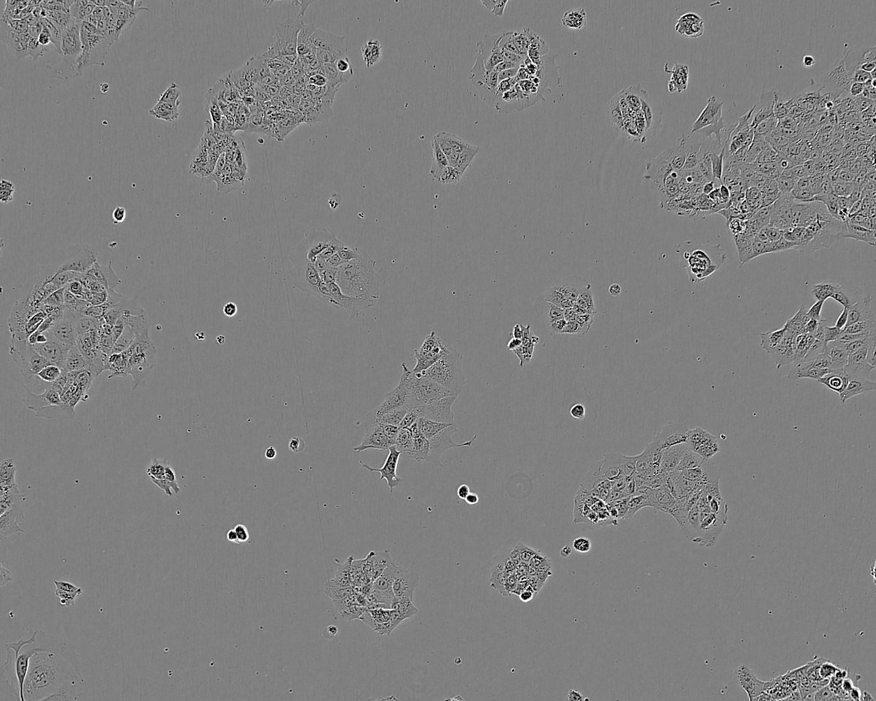 NRK-52E Epithelial Cell|正常大鼠肾传代细胞(有STR鉴定)