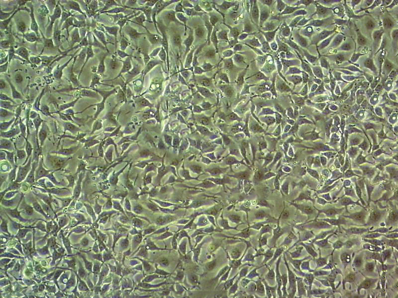 NCI-H1373 Epithelial Cell|人肺癌腺癌传代细胞(有STR鉴定)