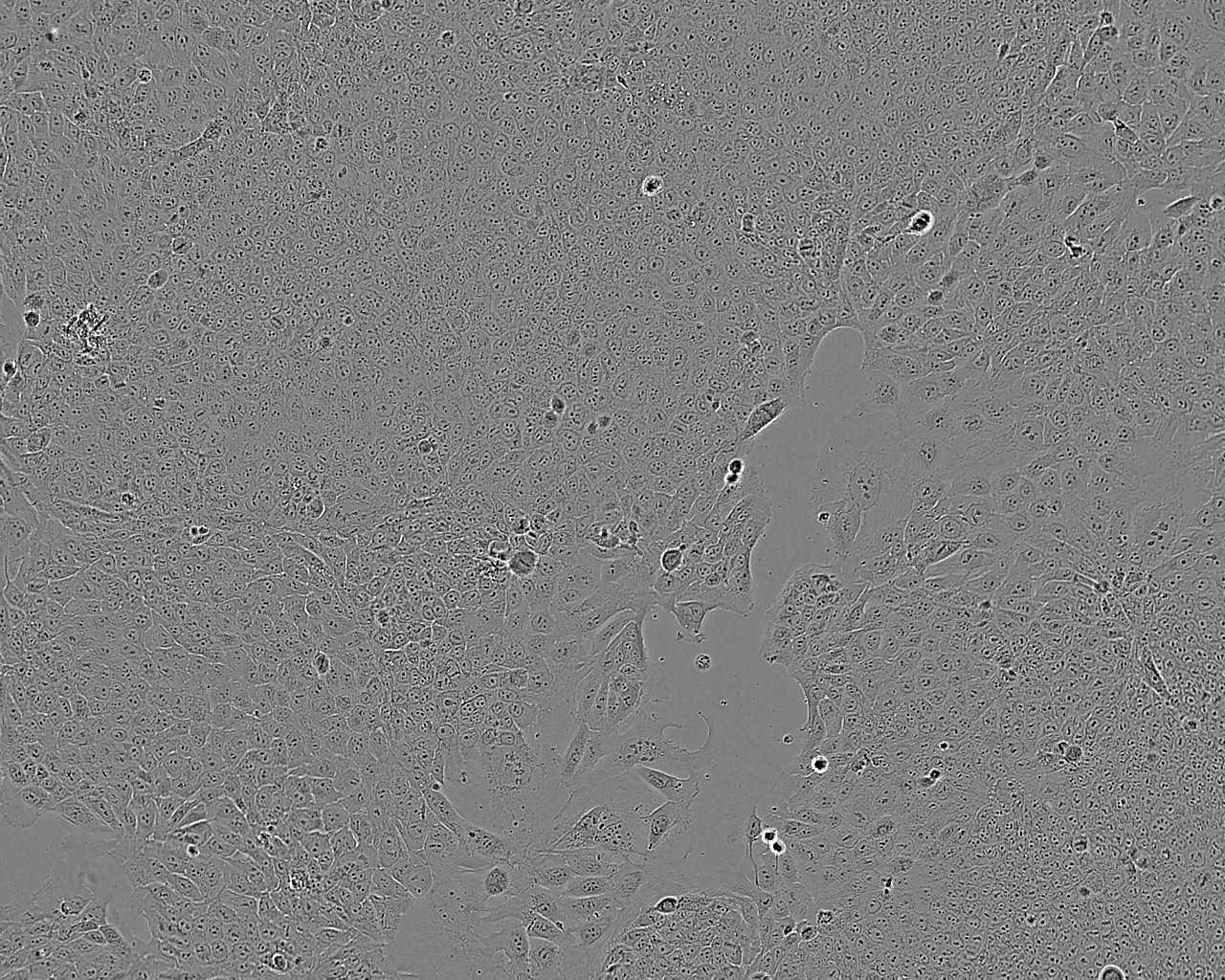 Pt K1 Epithelial Cell|袋鼠肾传代细胞(有STR鉴定)