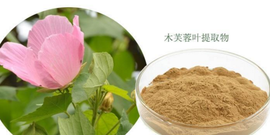 木芙蓉叶提取物