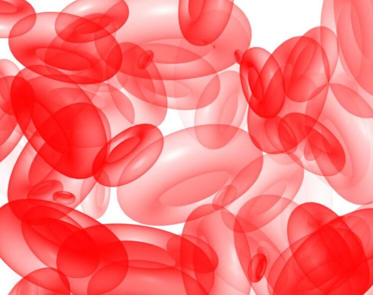 293FT人胚肾细胞