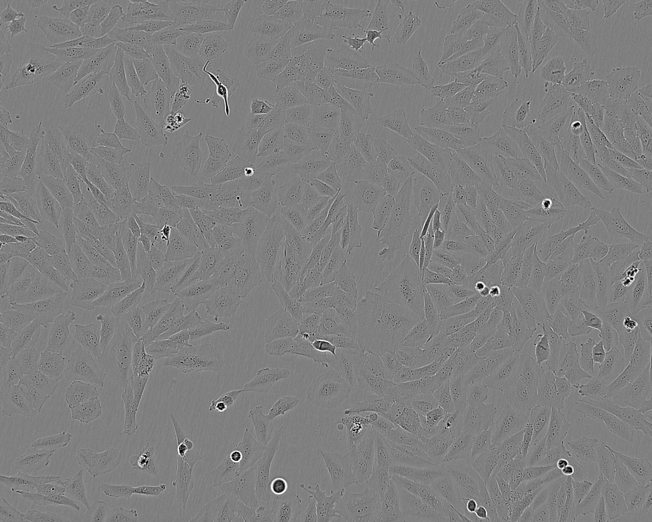 CFSC-2G:鼠肝星形复苏细胞(提供STR鉴定图谱)