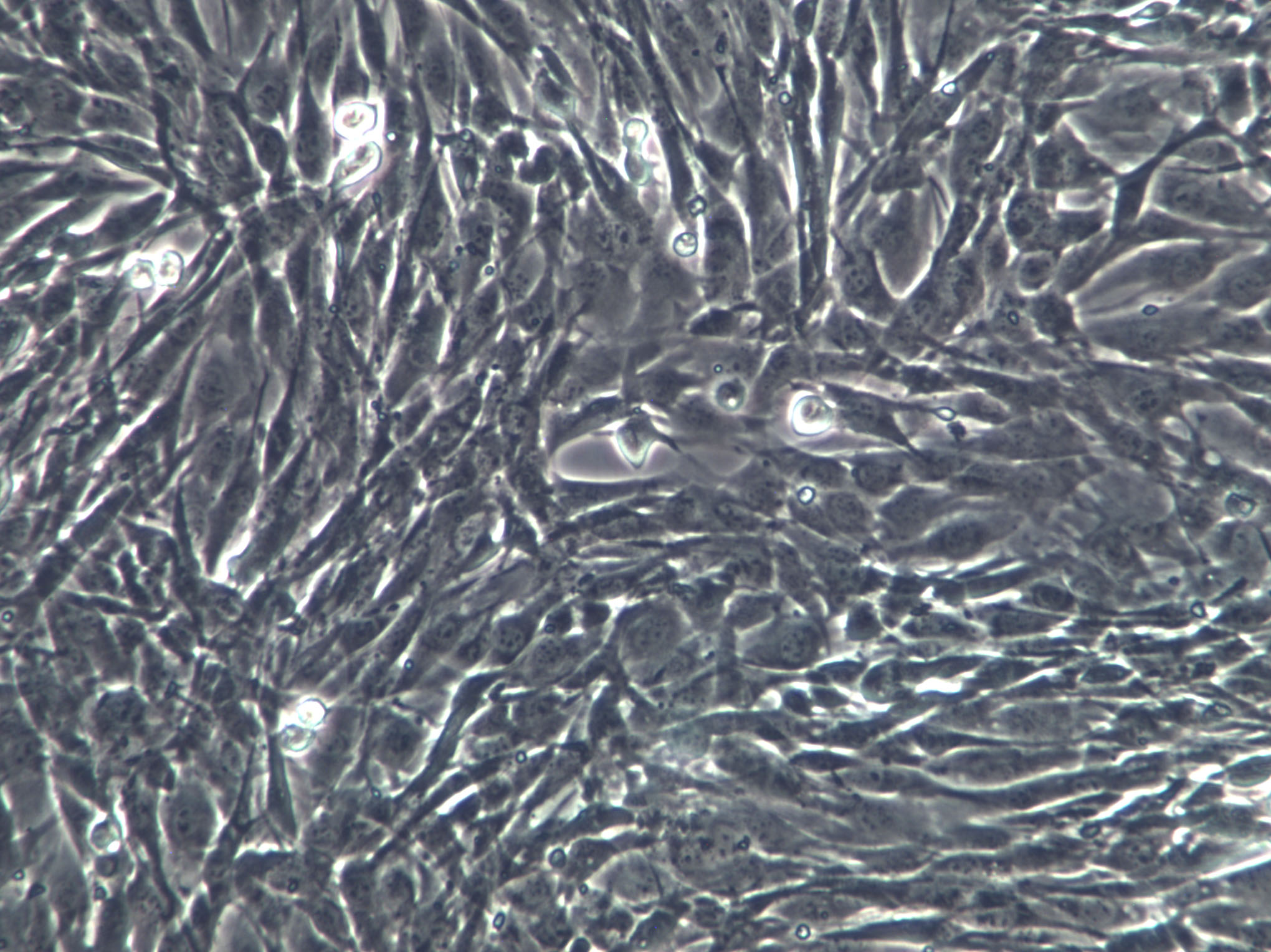 FAK+/+ Cells(赠送Str鉴定报告)|小鼠成纤维细胞