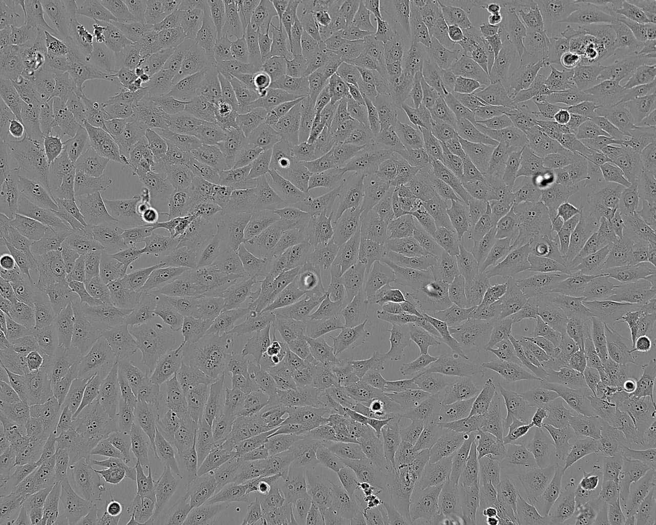 HFF-1 Cells(赠送Str鉴定报告)|人包皮成纤维细胞