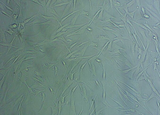 HFL1 Cells(赠送Str鉴定报告)|人肺成纤维细胞