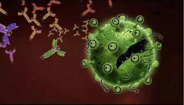 NT-proBNP抗体|氨基末端脑钠肽前体抗体