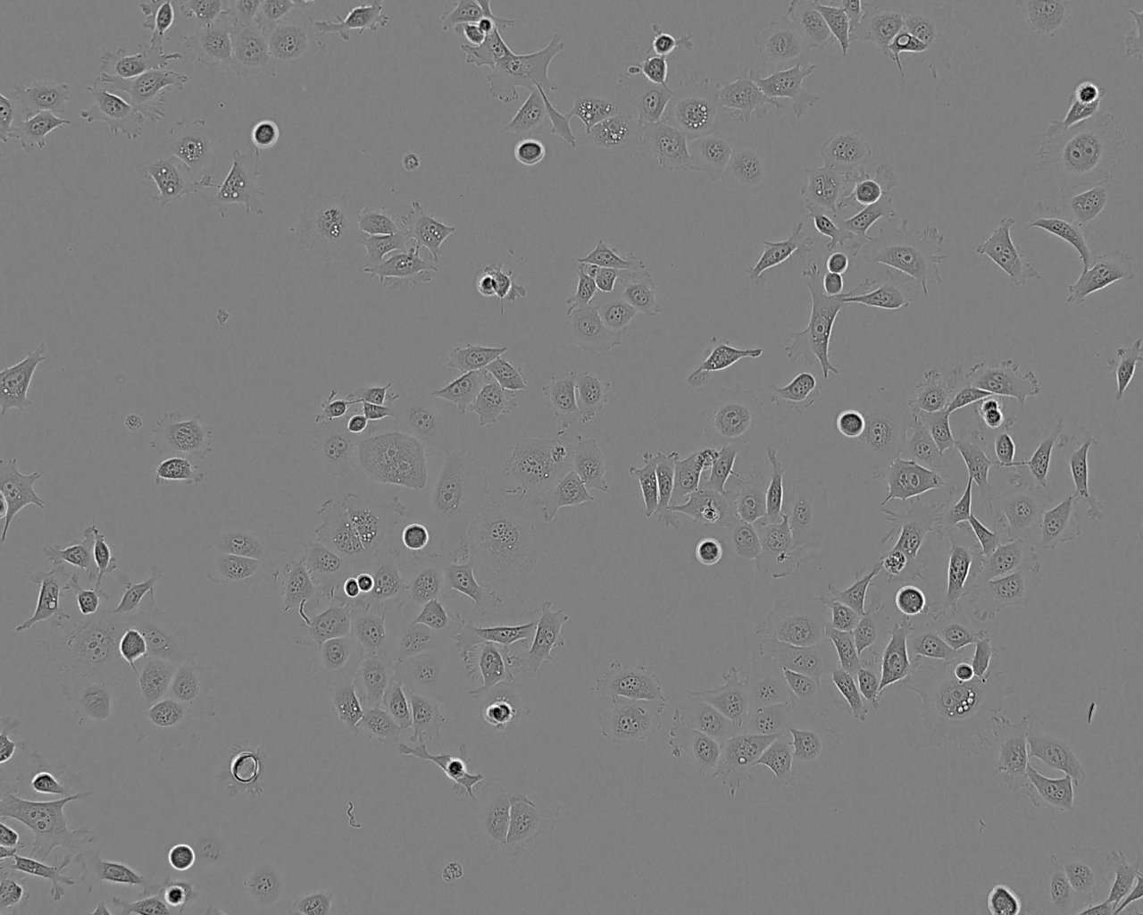 L-M(TK-) Cells(赠送Str鉴定报告)|小鼠结缔组织细胞