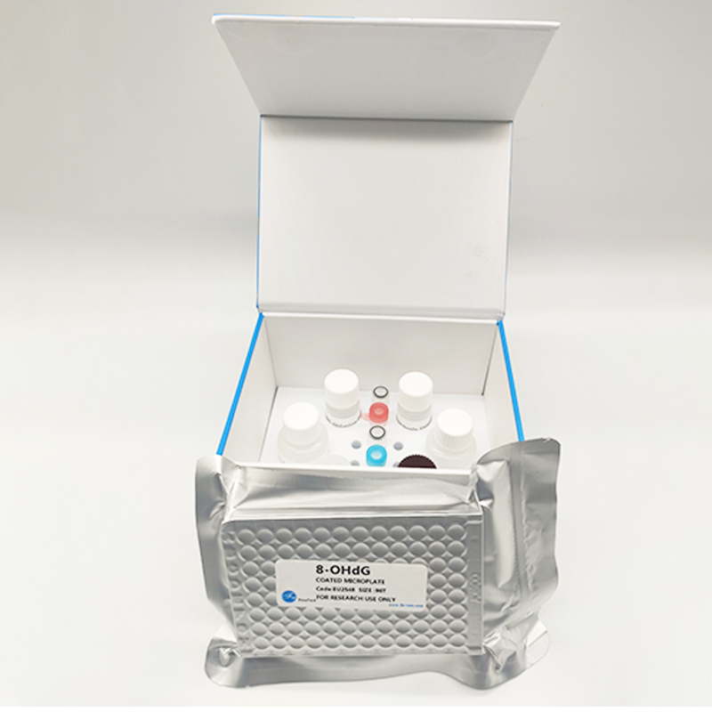 人肾透明细胞腺癌细胞