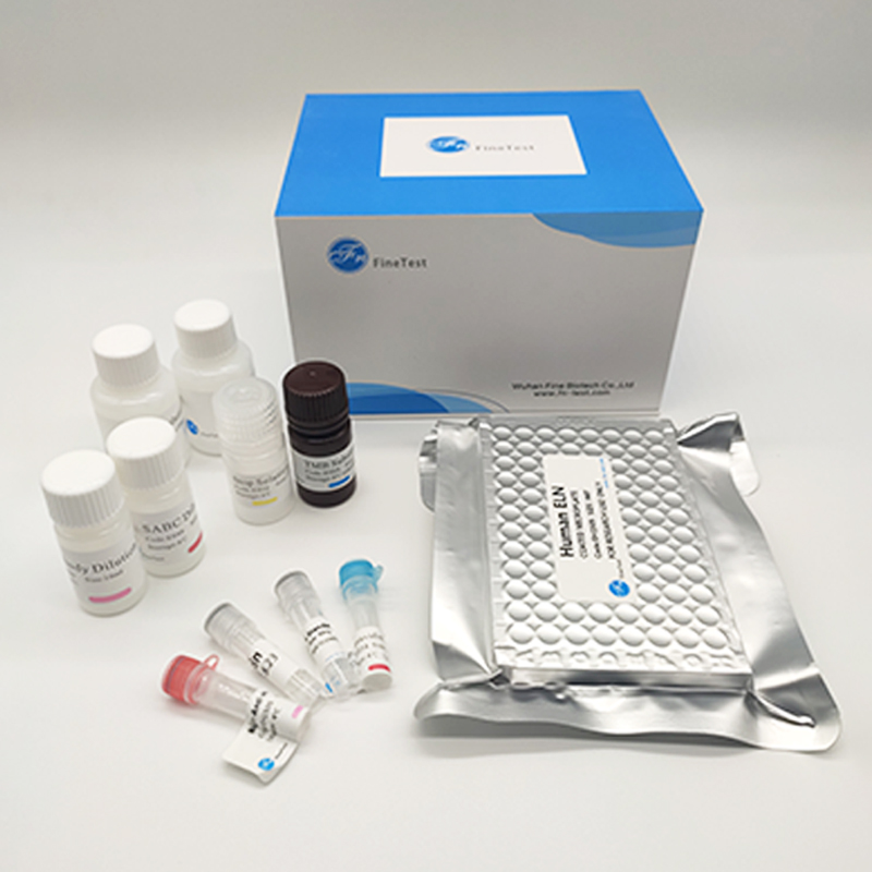 A-431人表皮癌细胞