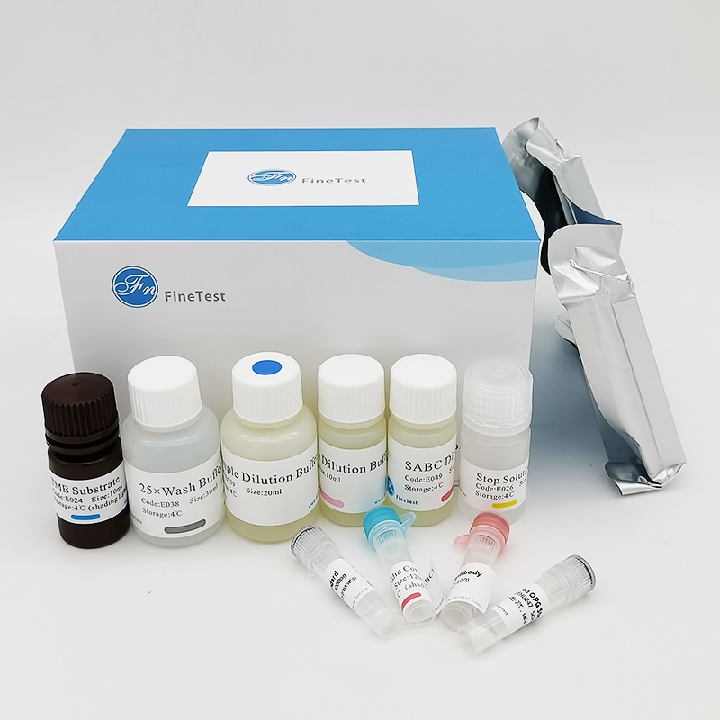 A-431人表皮癌细胞