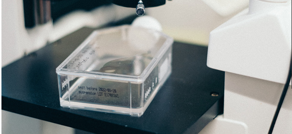 人外周血NK细胞