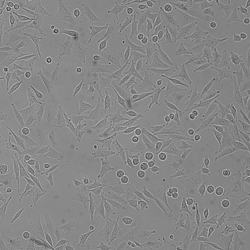 MGC-803（人胃癌细胞）